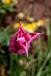 ������� ������� ������������ (Tulipa hybr.)
