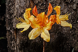 ������ ��������������� (Rhododendron � mollis) 