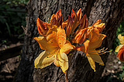 ������ ��������������� (Rhododendron � mollis) 