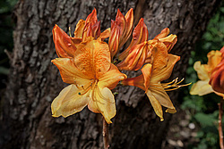 ������ ��������������� (Rhododendron � mollis) 