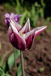 ������� ������� ������������ (Tulipa hybr.)