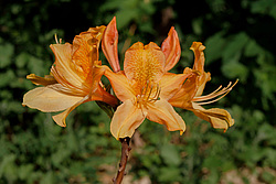 ������ ��������������� (Rhododendron � mollis) 