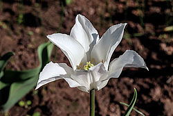 ������� ������� ������������ (Tulipa hybr.)
