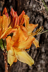 ������ ��������������� (Rhododendron � mollis) 