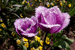 ������� ������� ����������� (Tulipa hybr.)