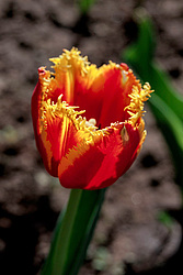 ������� ������� ����������� (Tulipa hybr.)
