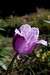 ������� ������� ����������� (Tulipa hybr.)
