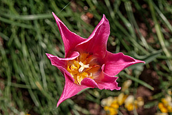 ������� ������� ������������ (Tulipa hybr.)