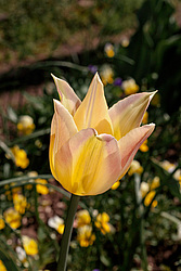 ������� ������� ������������ (Tulipa hybr.)