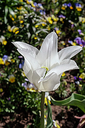 ������� ������� ������������ (Tulipa hybr.)