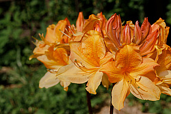 ������ ��������������� (Rhododendron � mollis) 