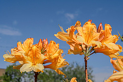 ������ ��������������� (Rhododendron � mollis) 