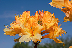 ������ ��������������� (Rhododendron � mollis) 