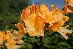 ������ ��������������� (Rhododendron � mollis) 