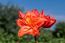 ������ ��������������� (Rhododendron molle x Rhododendron calendulaceum x Rhododendron arborescens x Rhododendron occidentale) ���� ���������