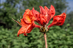 ������ ��������������� (Rhododendron molle x Rhododendron calendulaceum x Rhododendron arborescens x Rhododendron occidentale) ���� ���������