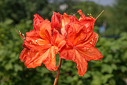 ������ ��������������� (Rhododendron molle x Rhododendron calendulaceum x Rhododendron arborescens x Rhododendron occidentale) ���� ���������