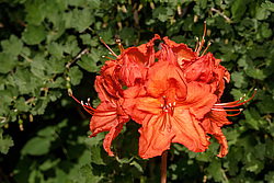 ������ ��������������� (Rhododendron molle x Rhododendron calendulaceum x Rhododendron arborescens x Rhododendron occidentale) ���� ���������