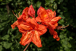 ������ ��������������� (Rhododendron molle x Rhododendron calendulaceum x Rhododendron arborescens x Rhododendron occidentale) ���� ���������