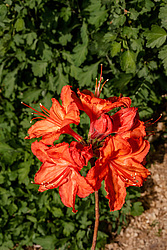 ������ ��������������� (Rhododendron molle x Rhododendron calendulaceum x Rhododendron arborescens x Rhododendron occidentale) ���� ���������