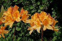 ������ ��������������� (Rhododendron � mollis) 