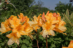 ������ ��������������� (Rhododendron � mollis) 