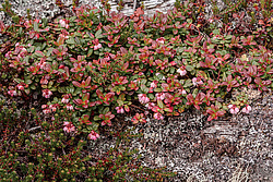 �������� (Vaccinium vitis-idaea) ������ ������, ������