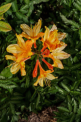 ������ ��������������� (Rhododendron � mollis) 