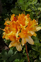 ������ ��������������� (Rhododendron � mollis) 