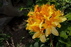 ������ ��������������� (Rhododendron � mollis) 