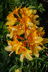������ ��������������� (Rhododendron � mollis) 