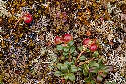�������� (Vaccinium vitis-idaea) ������ ������, ������