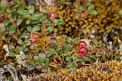 �������� (Vaccinium vitis-idaea) ������ ������, ������