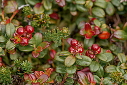 �������� (Vaccinium vitis-idaea) ������ ������, ������