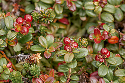 �������� (Vaccinium vitis-idaea) ������ ������, ������