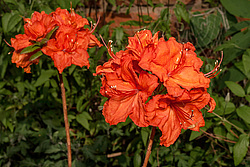 ������ ��������������� (Rhododendron molle x Rhododendron calendulaceum x Rhododendron arborescens x Rhododendron occidentale) ���� ���������