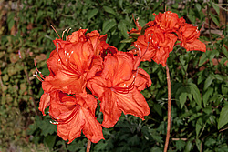 ������ ��������������� (Rhododendron molle x Rhododendron calendulaceum x Rhododendron arborescens x Rhododendron occidentale) ���� ���������