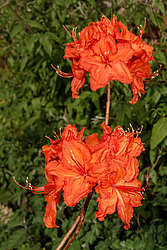 ������ ��������������� (Rhododendron molle x Rhododendron calendulaceum x Rhododendron arborescens x Rhododendron occidentale) ���� ���������