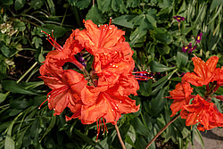 ������ ��������������� (Rhododendron molle x Rhododendron calendulaceum x Rhododendron arborescens x Rhododendron occidentale) ���� ���������