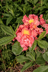 ������ ��������������� (Rhododendron � mollis = Rhododendron x kosterianum = Rhododendron x kosteranum) ���� �������