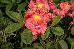 ������ ��������������� (Rhododendron � mollis = Rhododendron x kosterianum = Rhododendron x kosteranum) ���� �������
