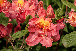 ������ ��������������� (Rhododendron � mollis = Rhododendron x kosterianum = Rhododendron x kosteranum) ���� �������