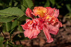 ������ ��������������� (Rhododendron � mollis = Rhododendron x kosterianum = Rhododendron x kosteranum) ���� �������