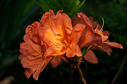 ������ ��������������� (Rhododendron � mollis) ���� ����� �����