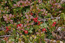 �������� (Vaccinium vitis-idaea) ������ ������, ������