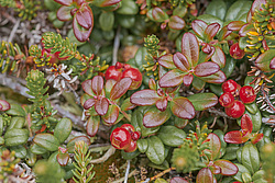 �������� (Vaccinium vitis-idaea) ������ ������, ������