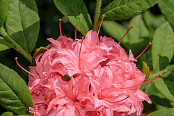 ������ ��������������� (Rhododendron � mollis = Rhododendron x kosterianum = Rhododendron x kosteranum) ���� �������