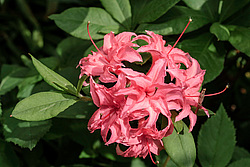 ������ ��������������� (Rhododendron � mollis = Rhododendron x kosterianum = Rhododendron x kosteranum) ���� �������