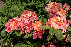 ������ ��������������� (Rhododendron � mollis = Rhododendron x kosterianum = Rhododendron x kosteranum) ���� �������