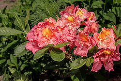 ������ ��������������� (Rhododendron � mollis = Rhododendron x kosterianum = Rhododendron x kosteranum) ���� �������